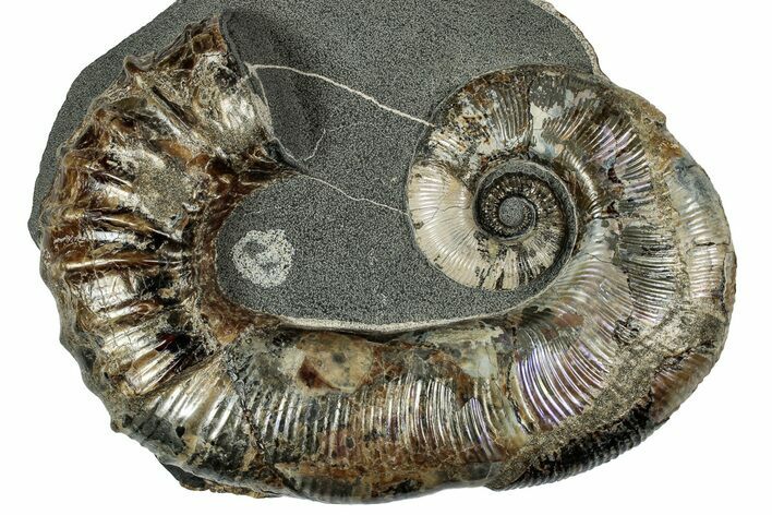 Heteromorph Ammonite (Audouliceras) Fossil - Volga River, Russia #352214